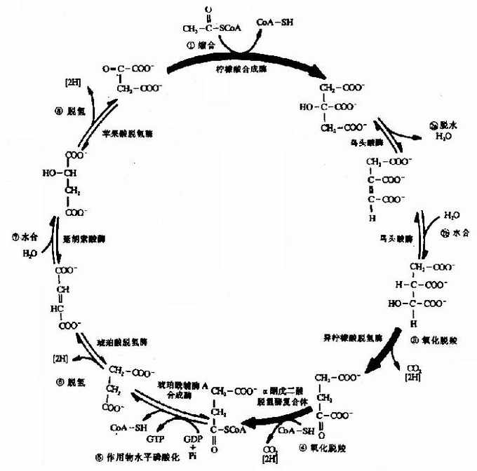 三羧酸循環