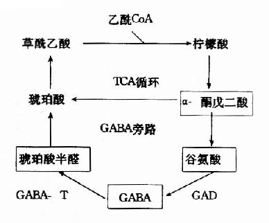 腦中TCA循環和GABA代謝旁路