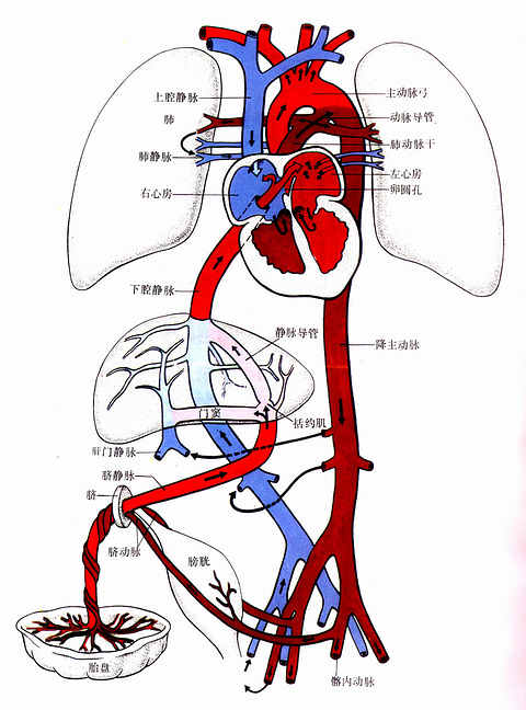 胎兒血液循環經路