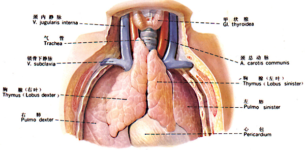 硬脑膜及硬脑膜静脉窦（右侧面观） 解剖图  