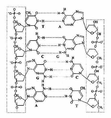 A－T，G-C间的氢键形成