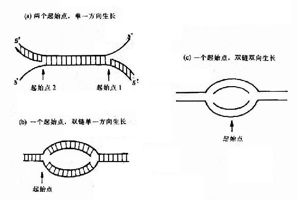 DNA鏈生長方向的三種機制