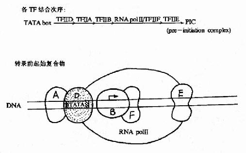 RNA聚合酶Ⅱ轉錄複合體的形成示意圖
