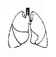 正常肺部正位觀