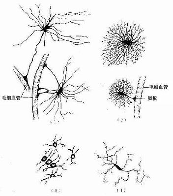 中樞神經的幾種膠質細胞（銀染法）