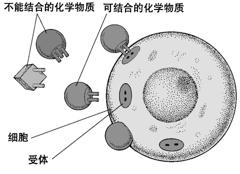 细胞表面允许特殊化学物质进入的构型