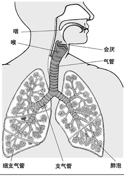 肺和气道内部结构示意图
