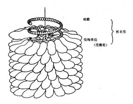 螺旋对称病毒颗粒的核衣壳