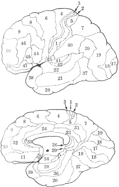 人类大脑皮层分区