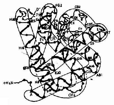 血紅蛋白β亞基的構象