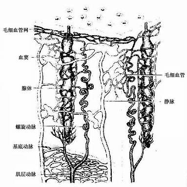 子宮內膜血管與腺模式圖