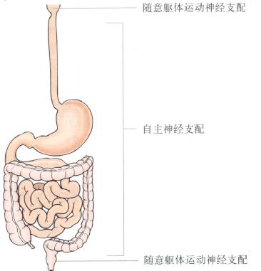 胃腸道自主和軀體運動神經支配