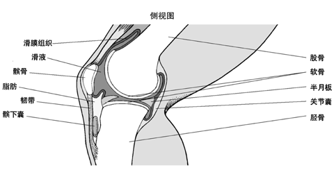 膝的內部結構（側面）