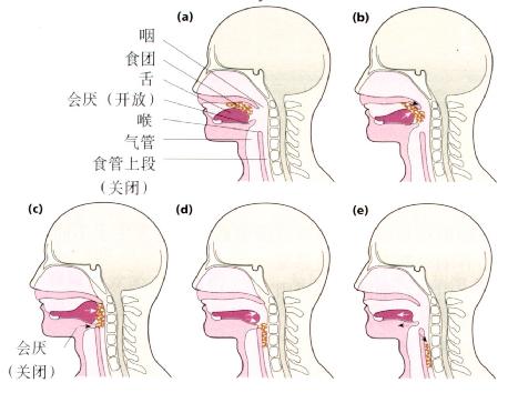 吞咽過程中食團由口運送到上段食管示意圖