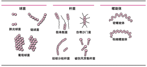 细菌的形状