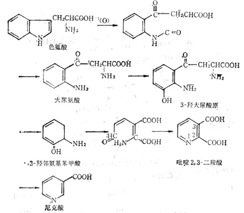 色氨酸轉變為尼克酸的途徑