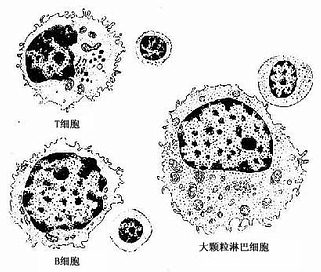 T細胞、B細胞及大顆粒淋巴細胞