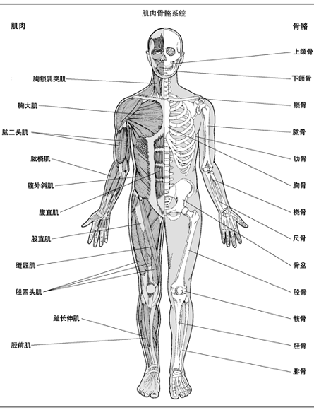 肌肉骨骼系統（正面）