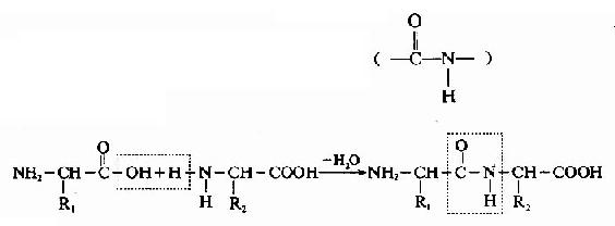 蛋白質分子中胺基酸的連接方式