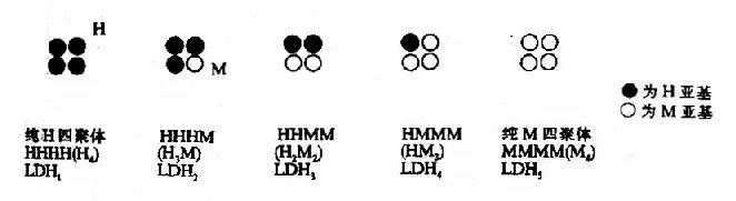 LDH同工酶結構模式圖