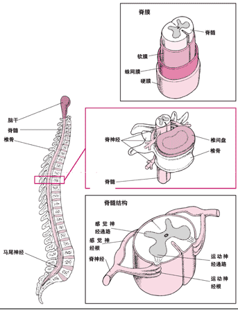 脊柱的结构