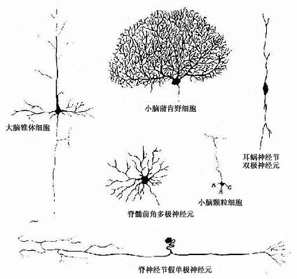 神經元的幾種主要形態類型