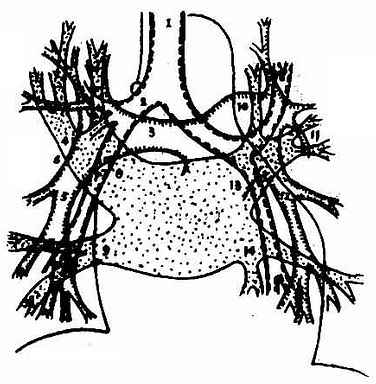 肺门结构示意图