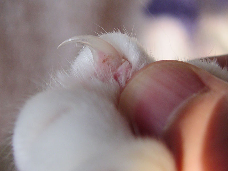 File:Cat claw closeup.jpg