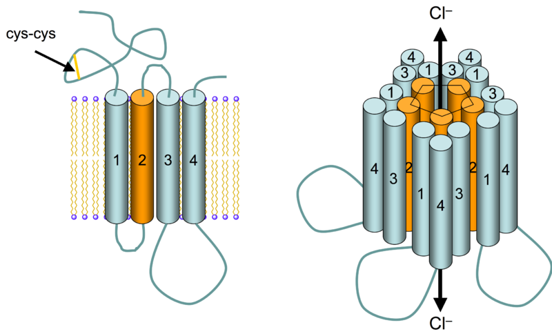 文件:GABAA receptor schematic.png