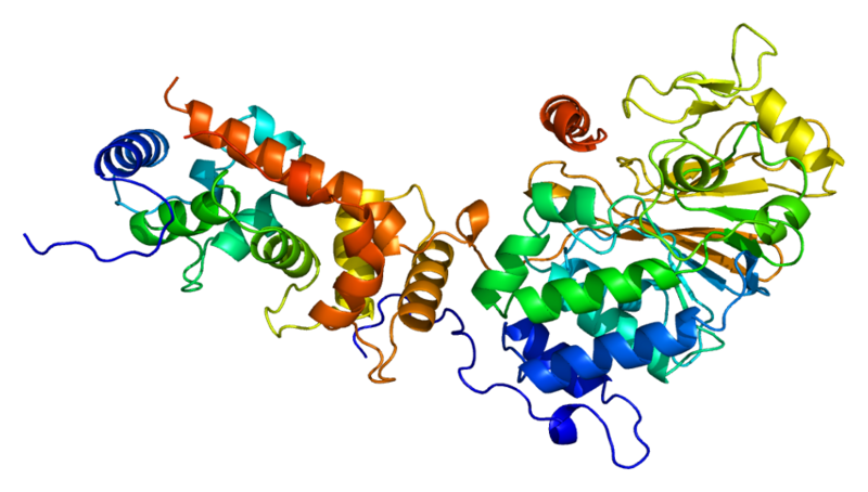 文件:Protein PPP3CA PDB 1aui.png