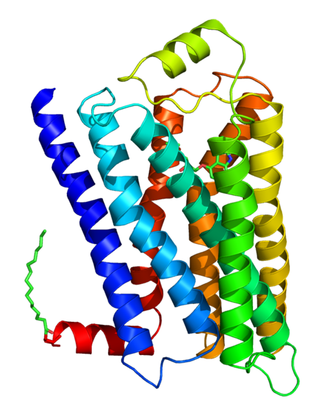 File:Beta-2 adrenergic receptor.png