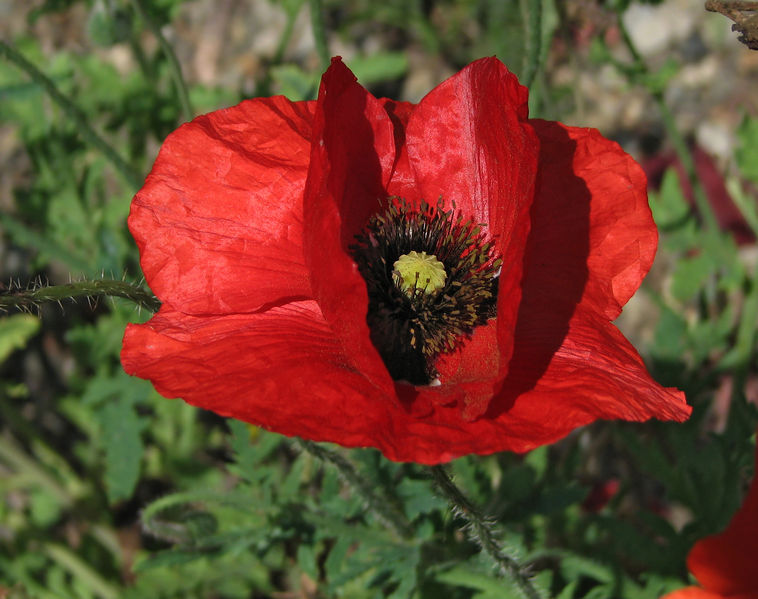 文件:Red Poppy Papaver Flower Closeup 2049px.jpg