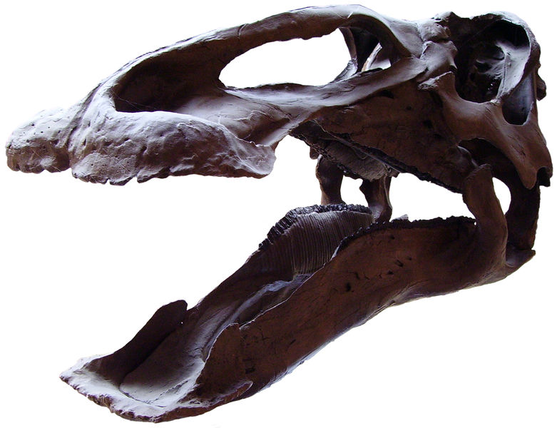 文件:Edmontosaurus skull 7.jpg