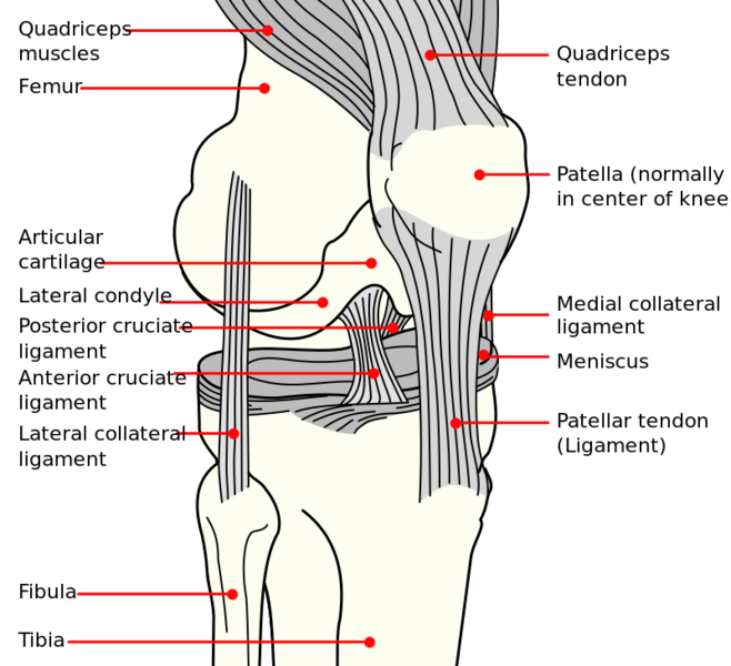 文件:Knee diagram.svg