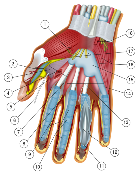 File:Wrist and hand deeper palmar dissection-numbers.svg
