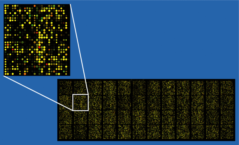 File:Microarray2.gif