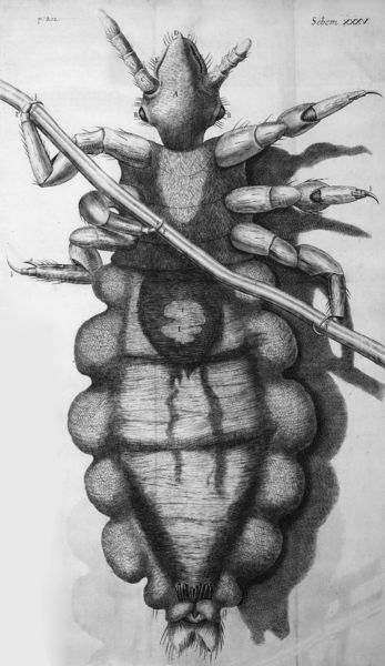 文件:Louse diagram, Micrographia, Robert Hooke, 1667.jpg
