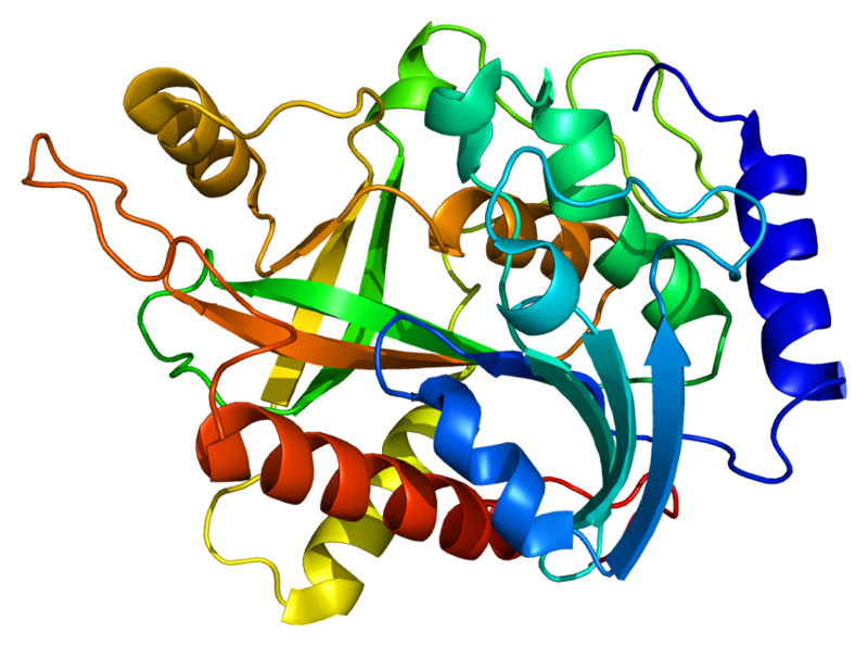 文件:Protein NP PDB 1m73.png