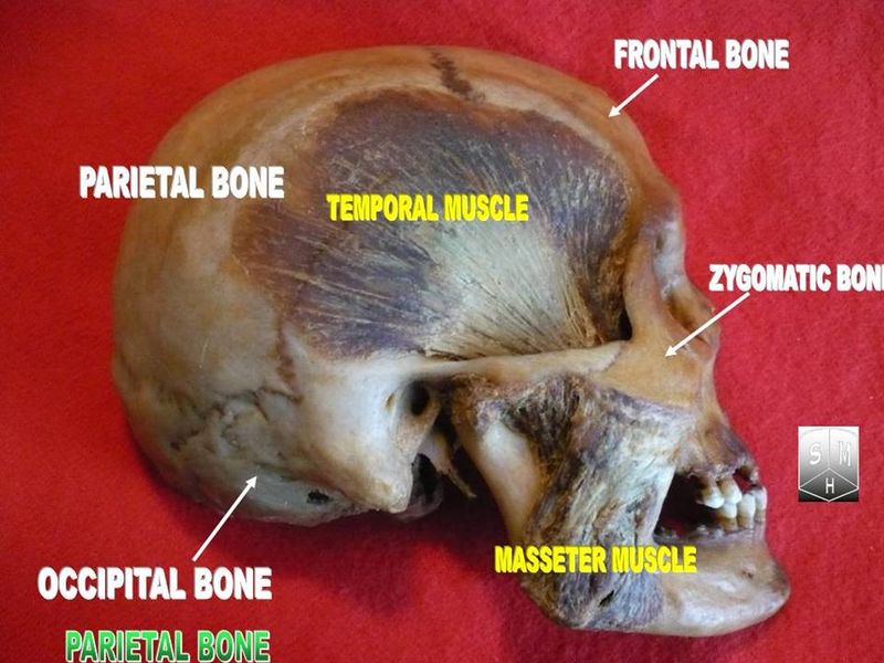 文件:Parietal bone.jpg