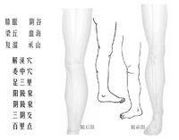 互動(dòng)版人體穴位圖下肢.jpg