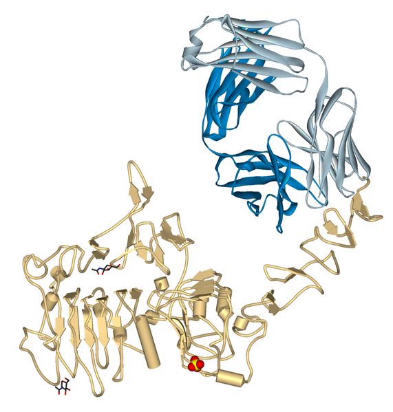 文件:Trastuzumab Fab-HER2 complex 1N8Z.png