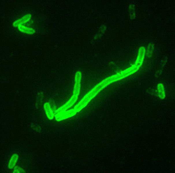 文件:Yersinia pestis fluorescent.jpeg