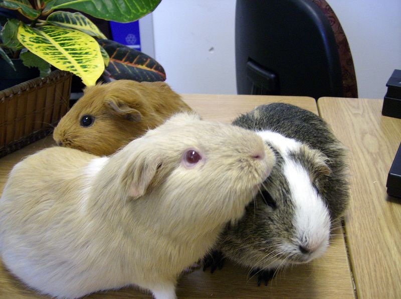 文件:Three guinea pigs (Cavia porcellus) at Keswick Public Library.jpg