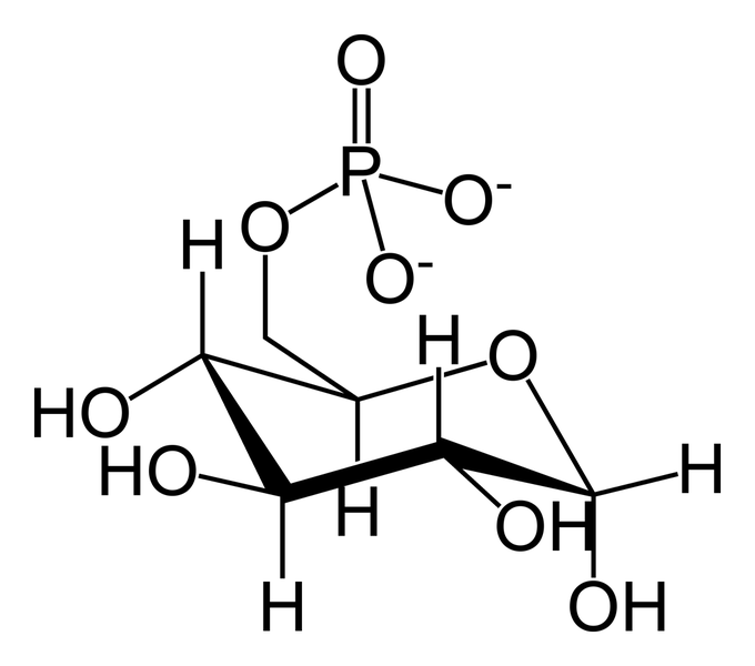 文件:Glucose-6-phosphate-skeletal.png