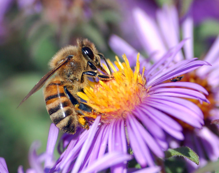 文件:European honey bee extracts nectar.jpg