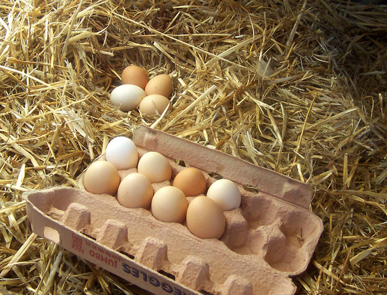 File:Freerange eggs.jpg