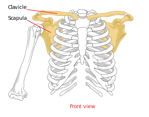 文件:Pectoral girdle front diagram.svg