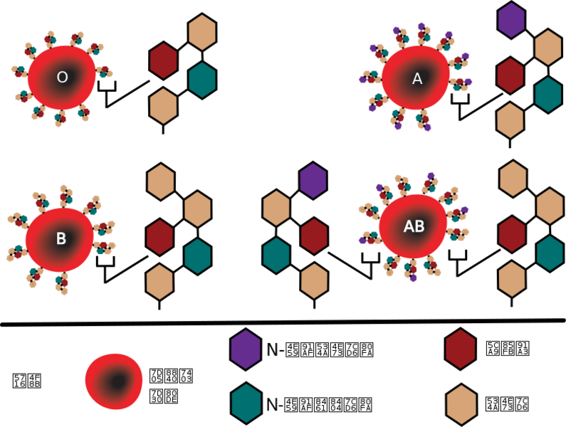 File:ABO blood group diagram zh.svg