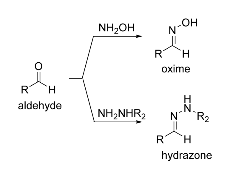 File:Oxime&hydrazone.png