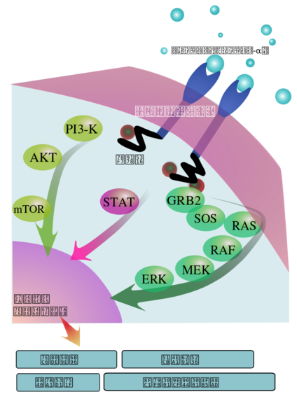 File:EGFR signaling pathway (zh-cn).svg